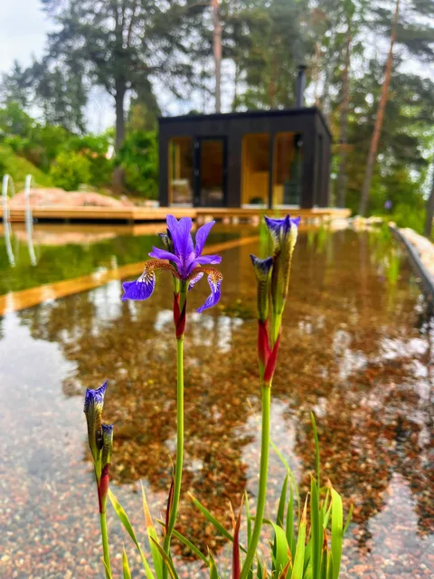 Lila iris vid naturpoolen med trädäck och byggnad i bakgrunden.