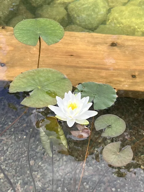 Vit näckros bland blad på vattenytan.